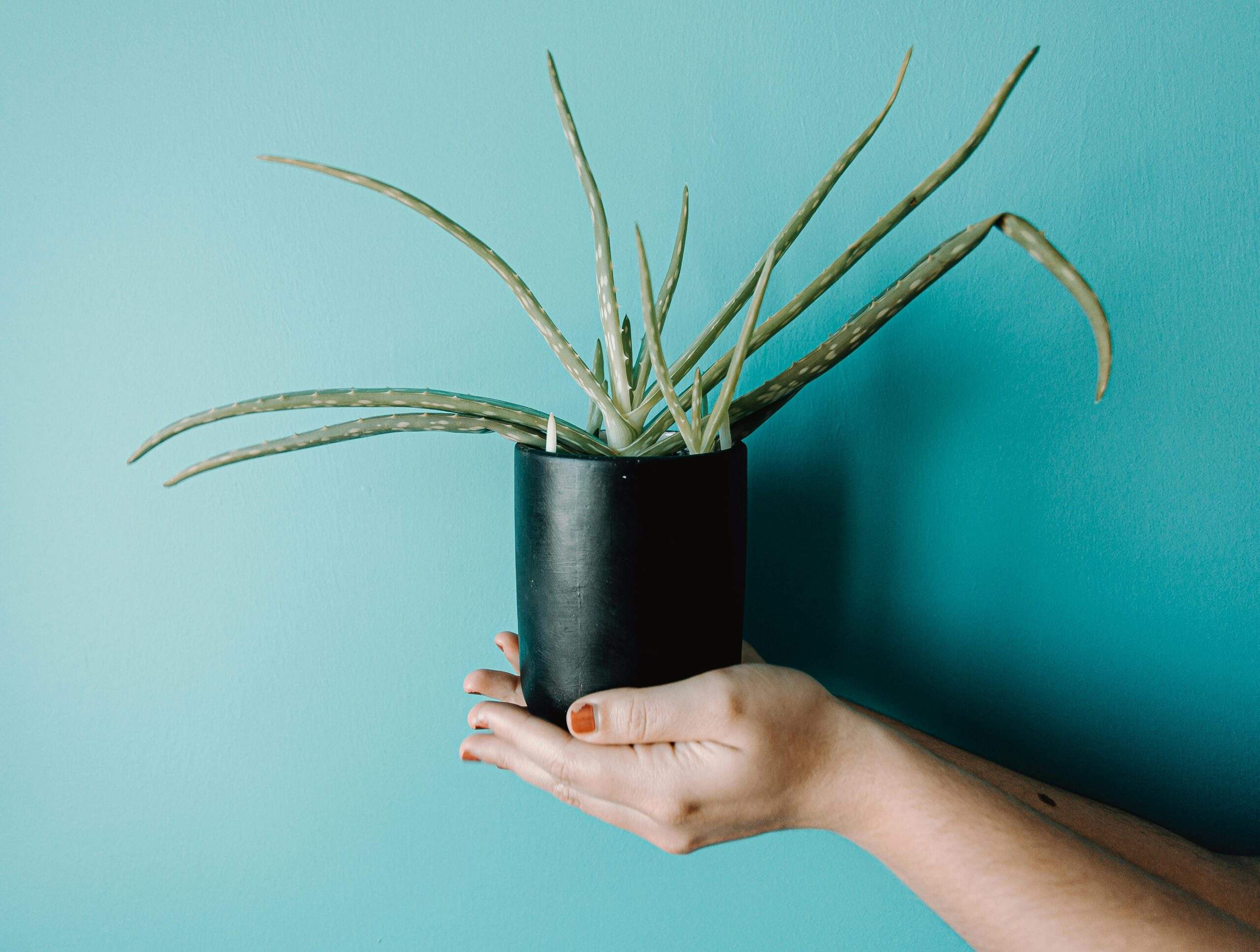 A close-up shot of a vibrant Aloe Vera plant