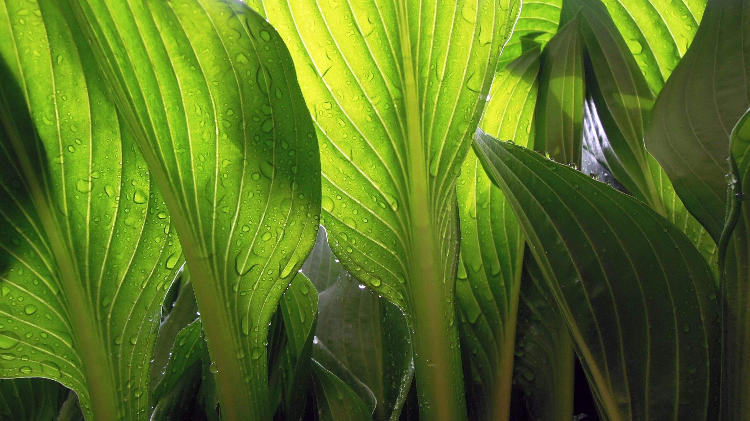 A plate of leafy greens promoting internal oxygenation benefits.