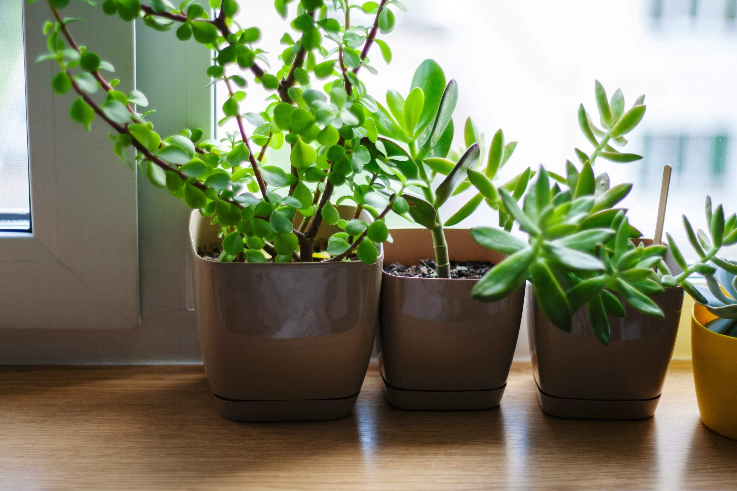A small collection of easy-to-care-for houseplants including snake plant and pothos