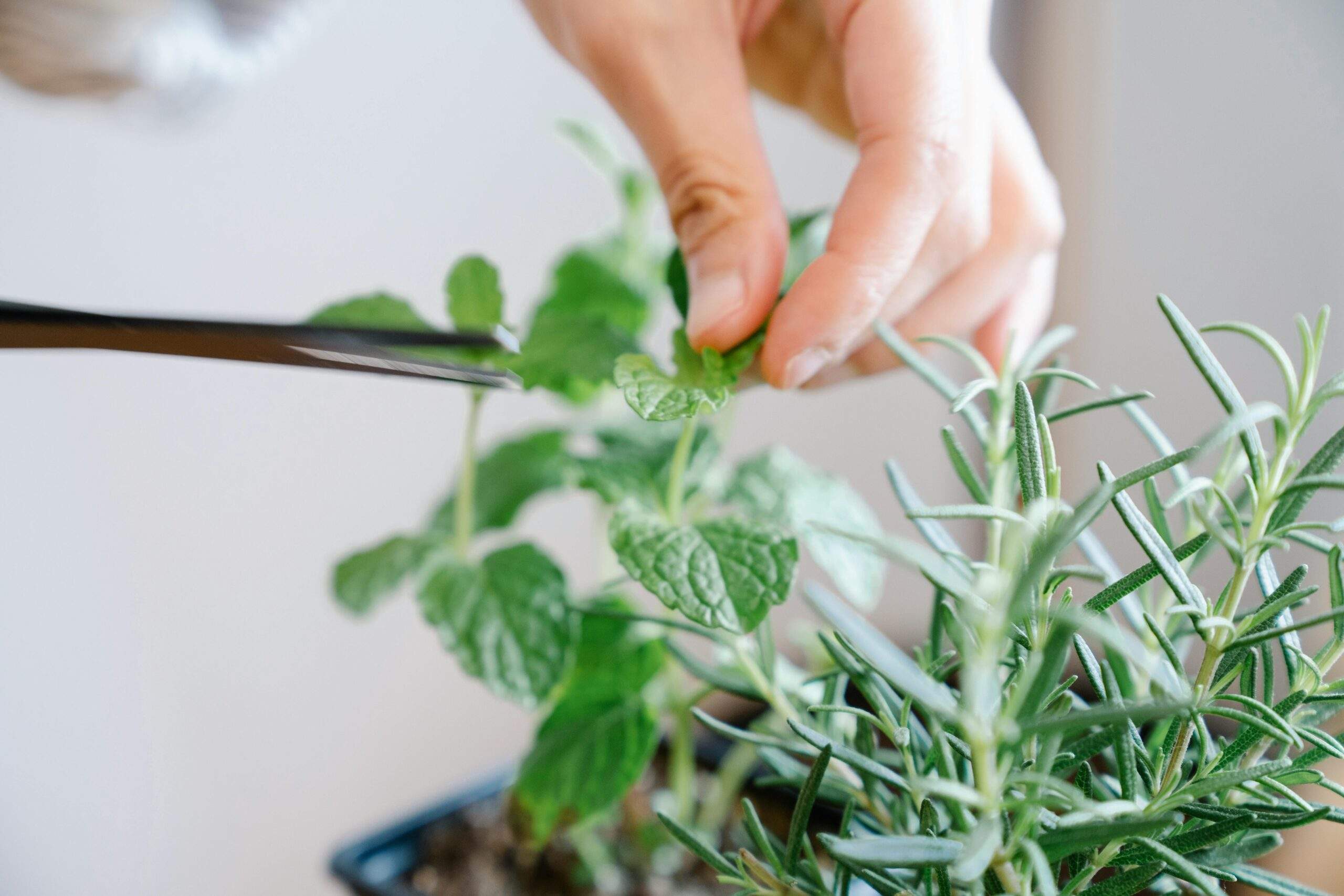 A woman gently pruning a potted rosemary plant surrounded by other herbs