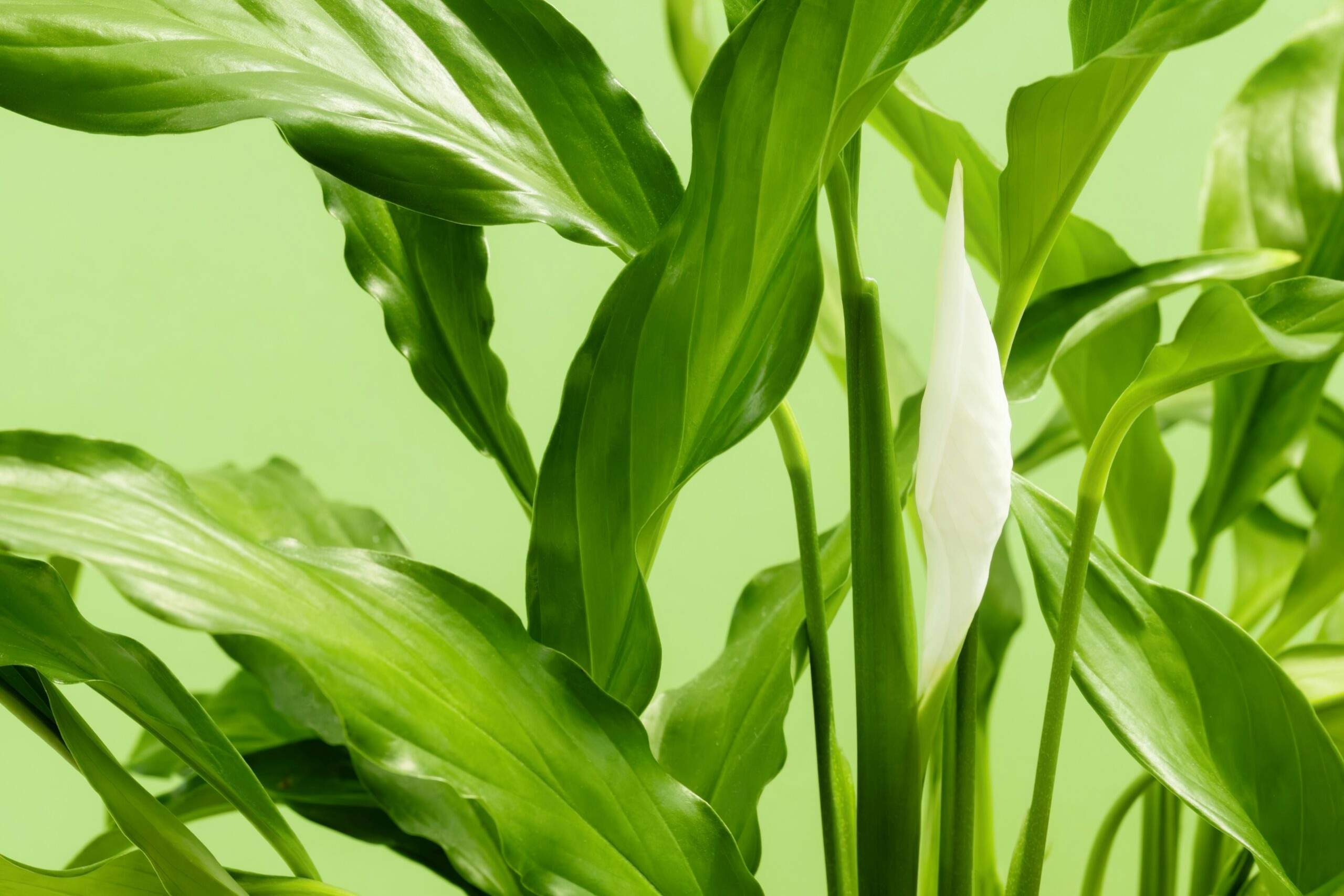 Before and after photo showing improvement in skin texture using organic plant remedies