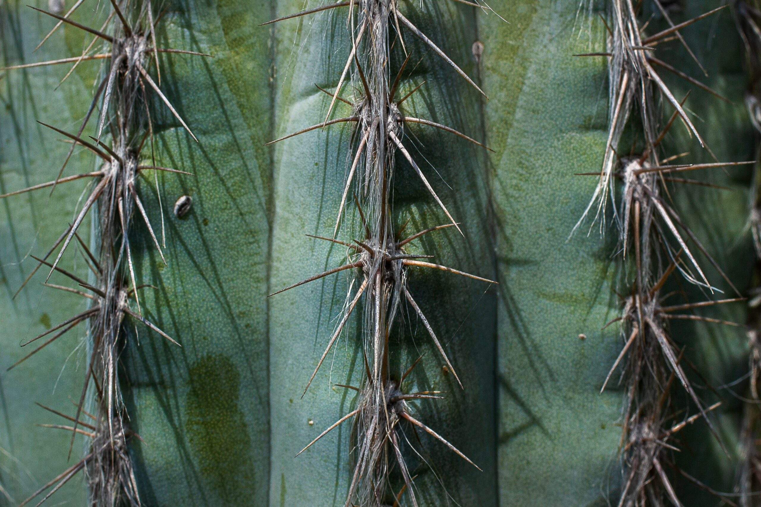 Before-and-after photos of someone using Plant Therapy techniques