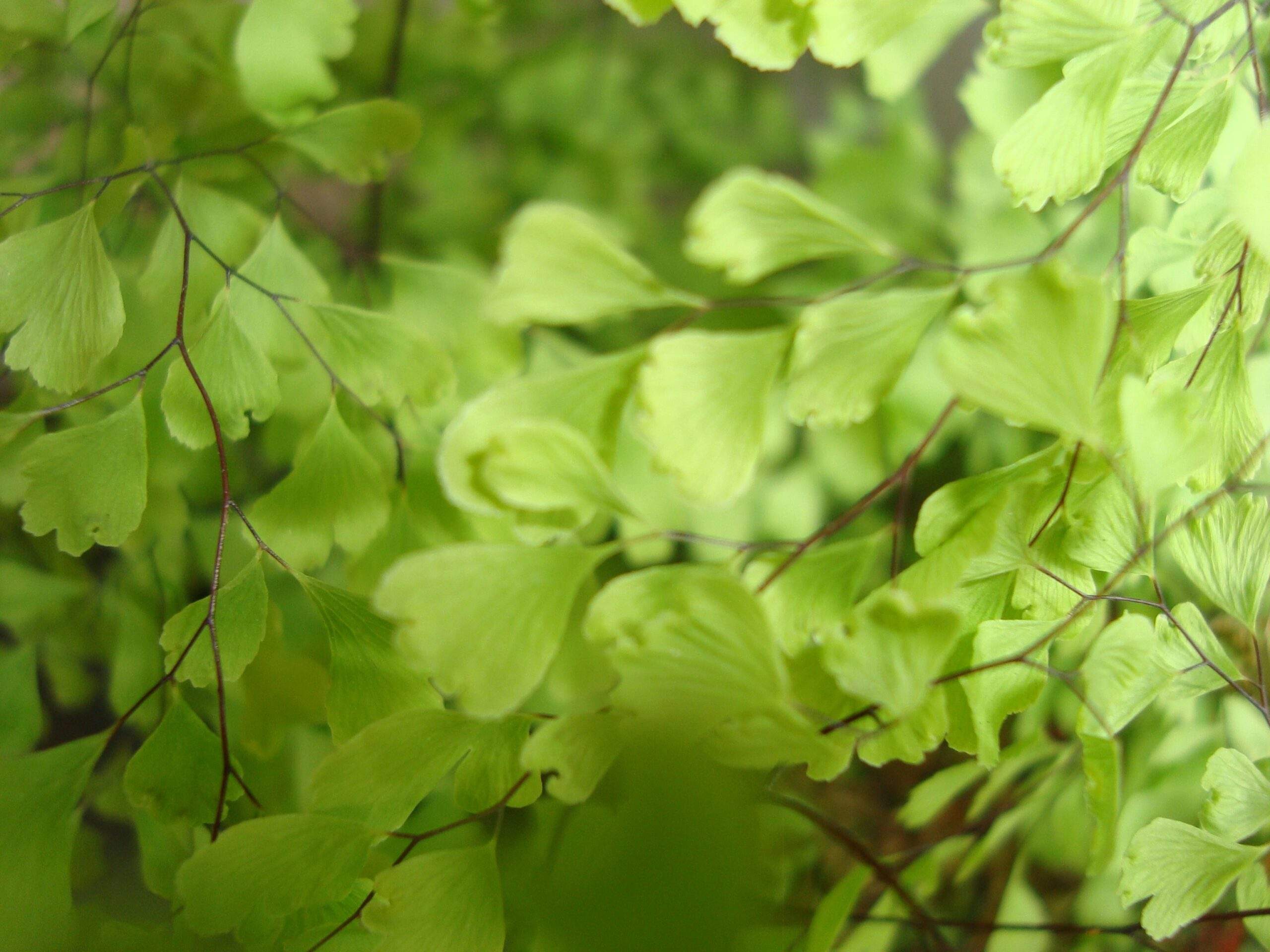 Bottle of homemade lavender serum next to fresh lavender blooms