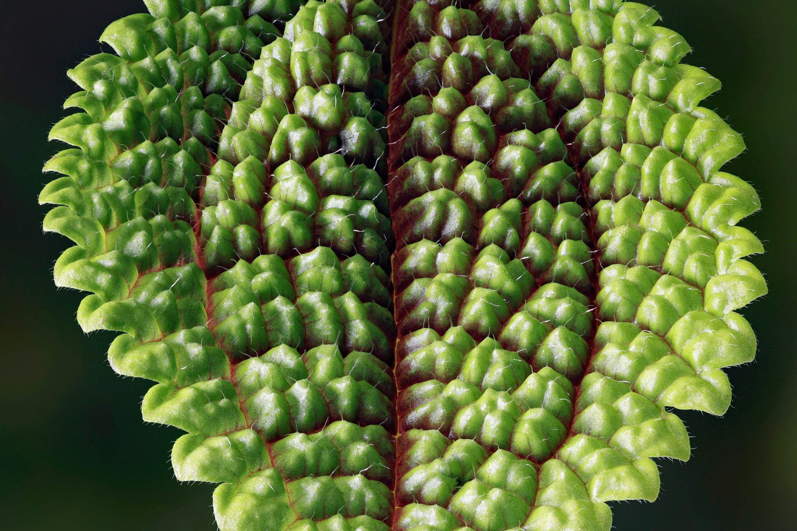 Close-up image of a healthy snake plant with pointed green leaves