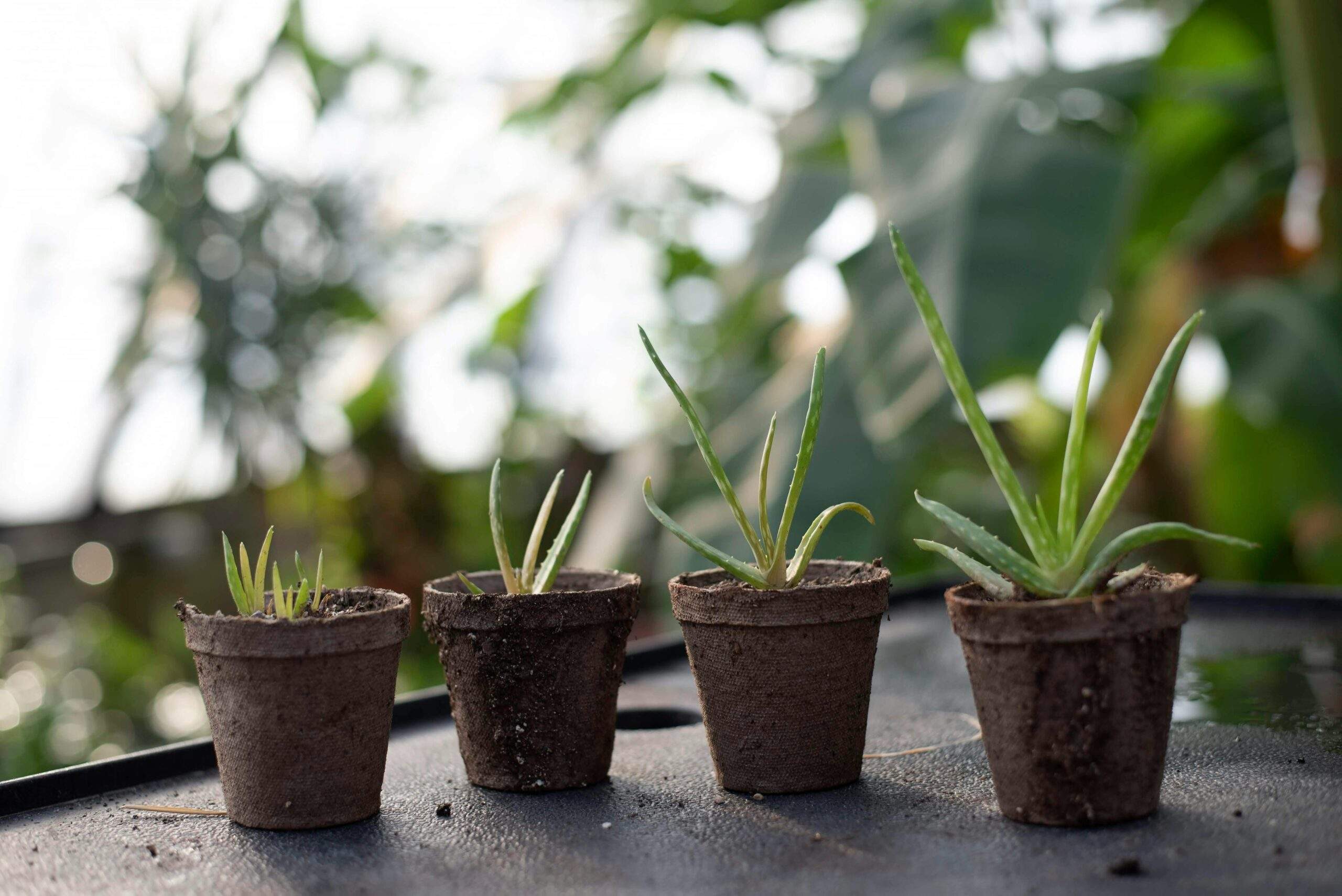 Collection of potted aloe vera, lavender, and rosemary plants arranged neatly on a marble countertop