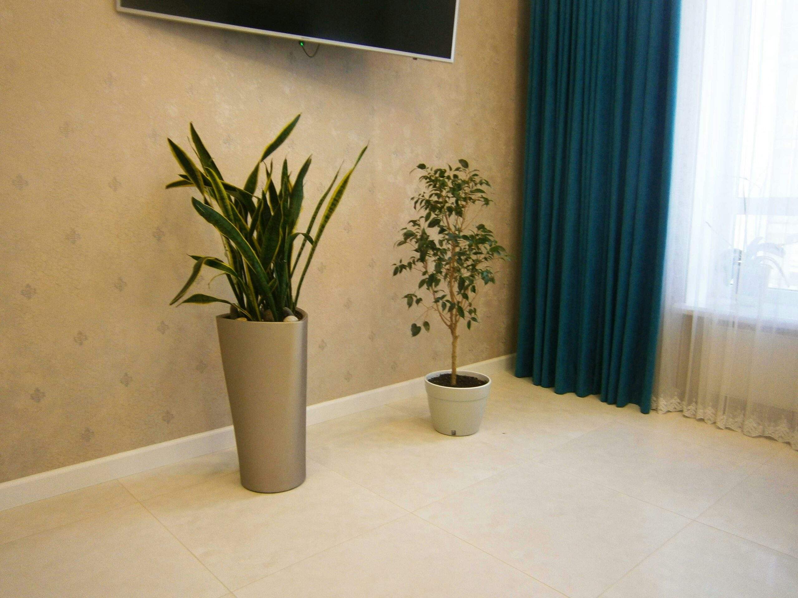 Different types of houseplants suitable for various rooms