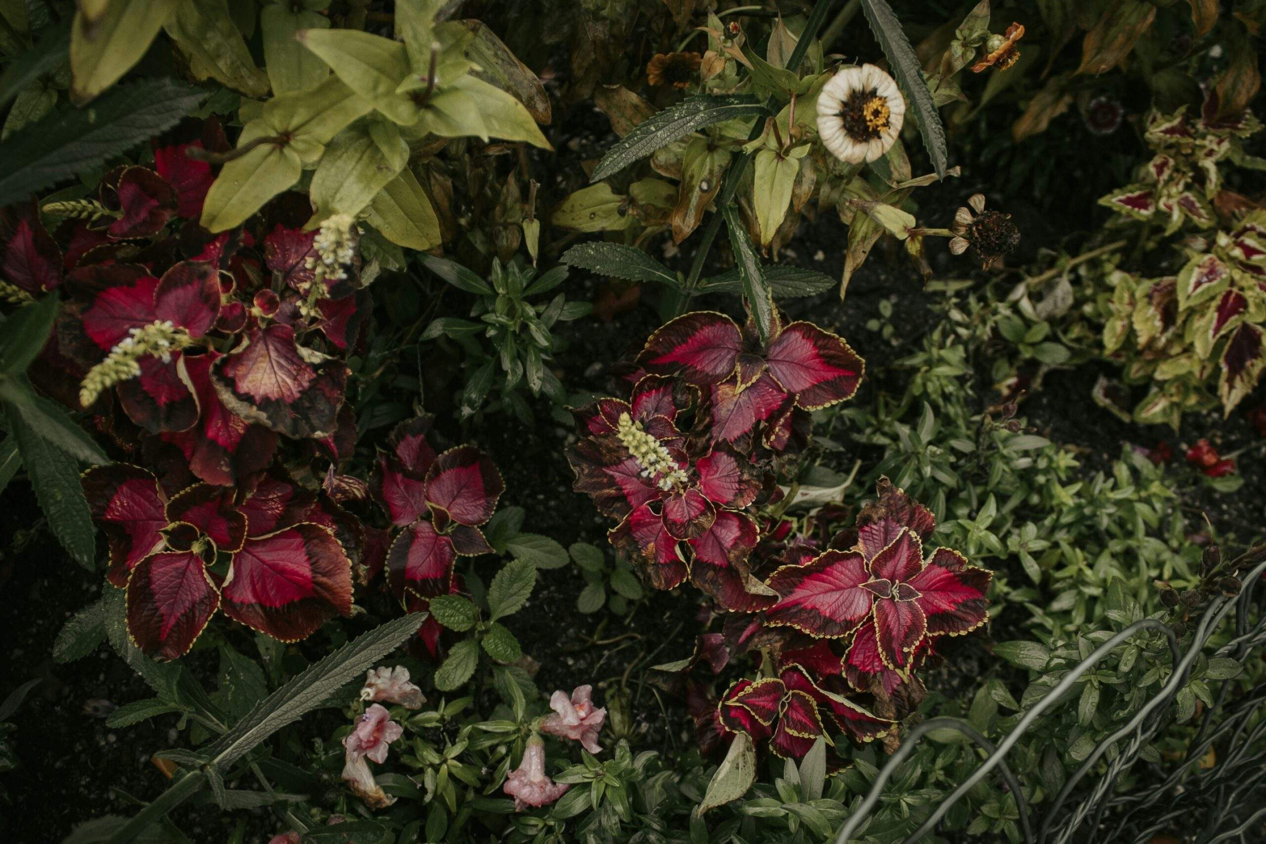 Eucalyptus bundle tied to a showerhead for aromatherapy