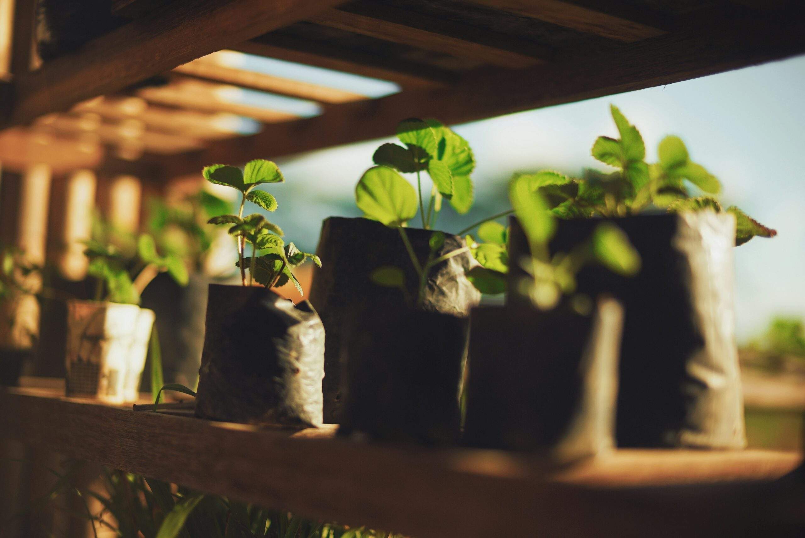Various potted organic plants arranged neatly on a sunny windowsill
