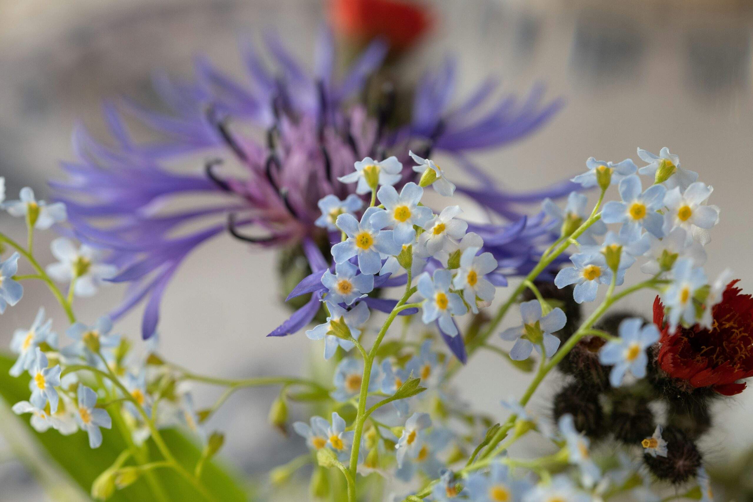 A bouquet of organic flowers used for skincare displayed artistically.