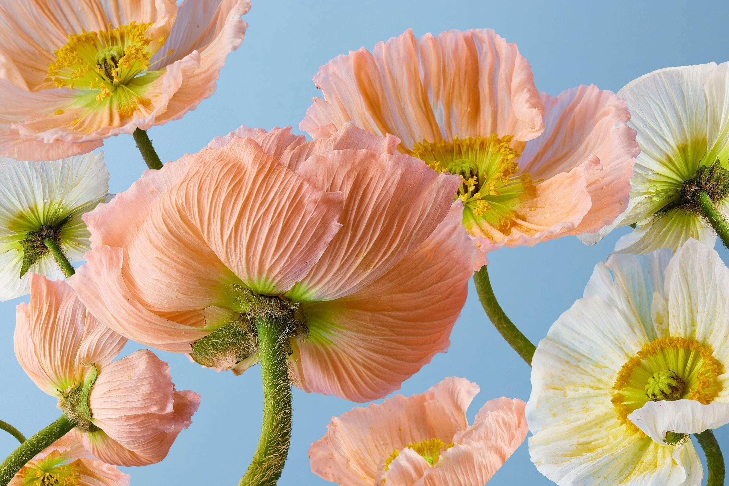A close-up shot of organic chamomile flowers used in natural skincare products