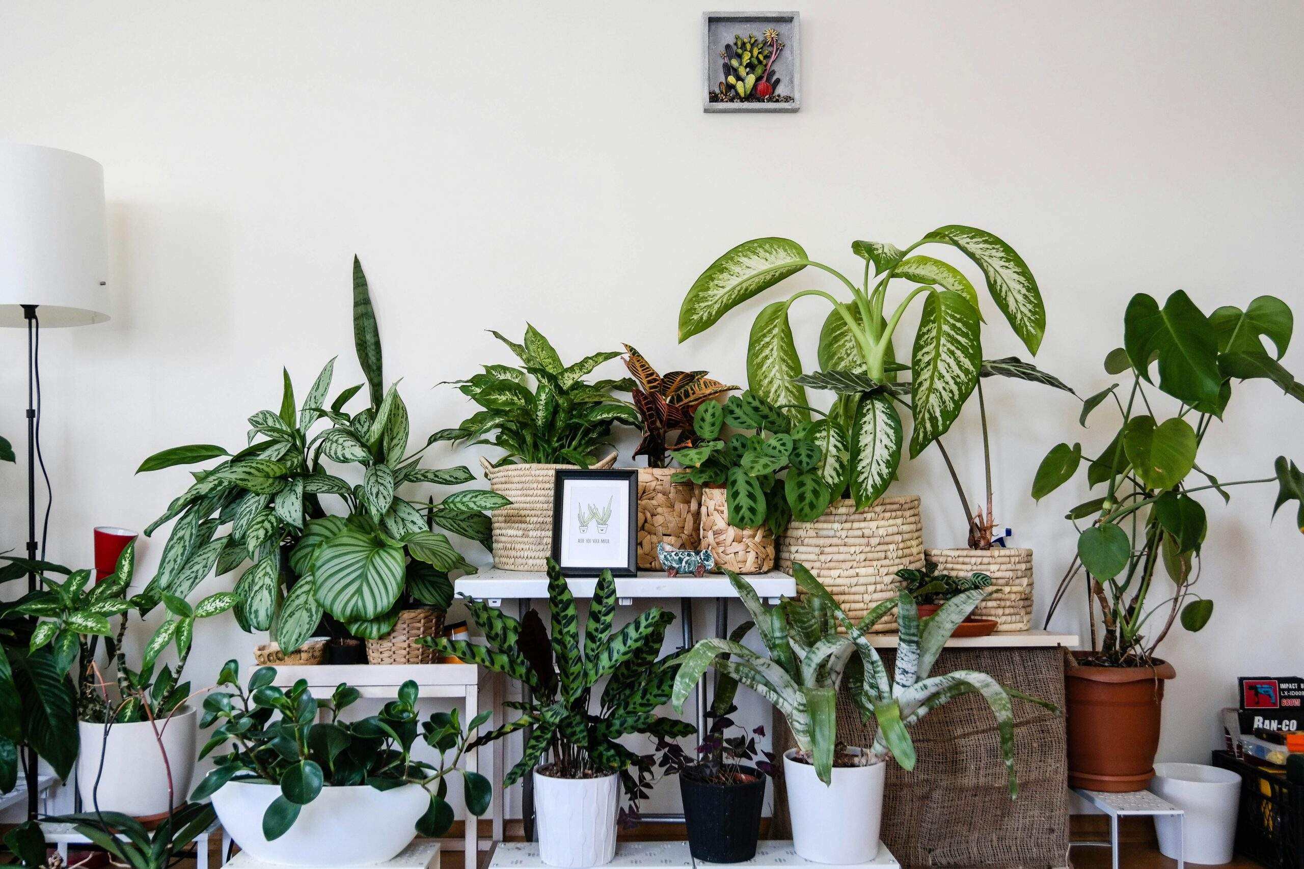 A collection of air-purifying plants like snake plant, spider plant, and peace lily displayed on shelves