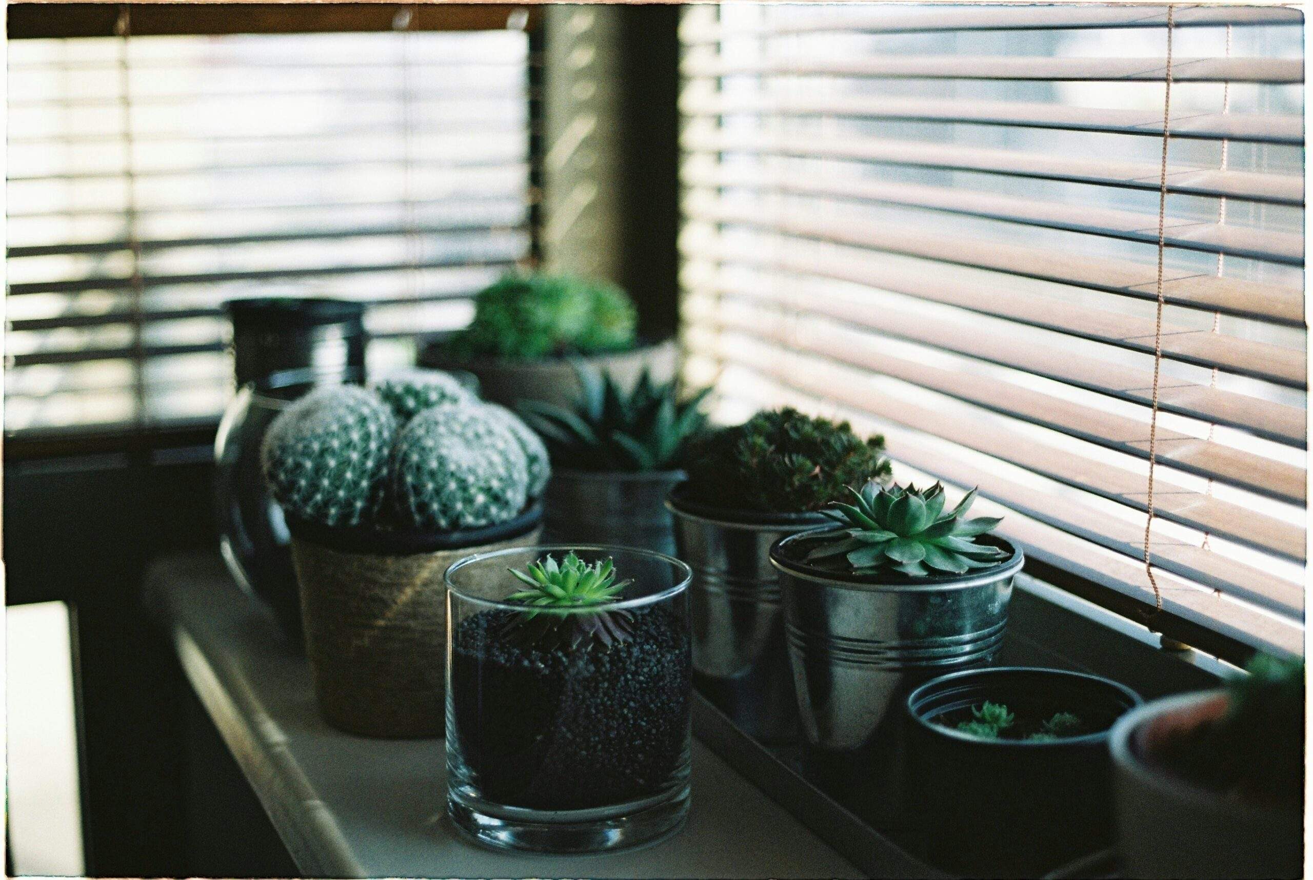 A cozy living room setup featuring multiple pots of indoor plants under natural sunlight.