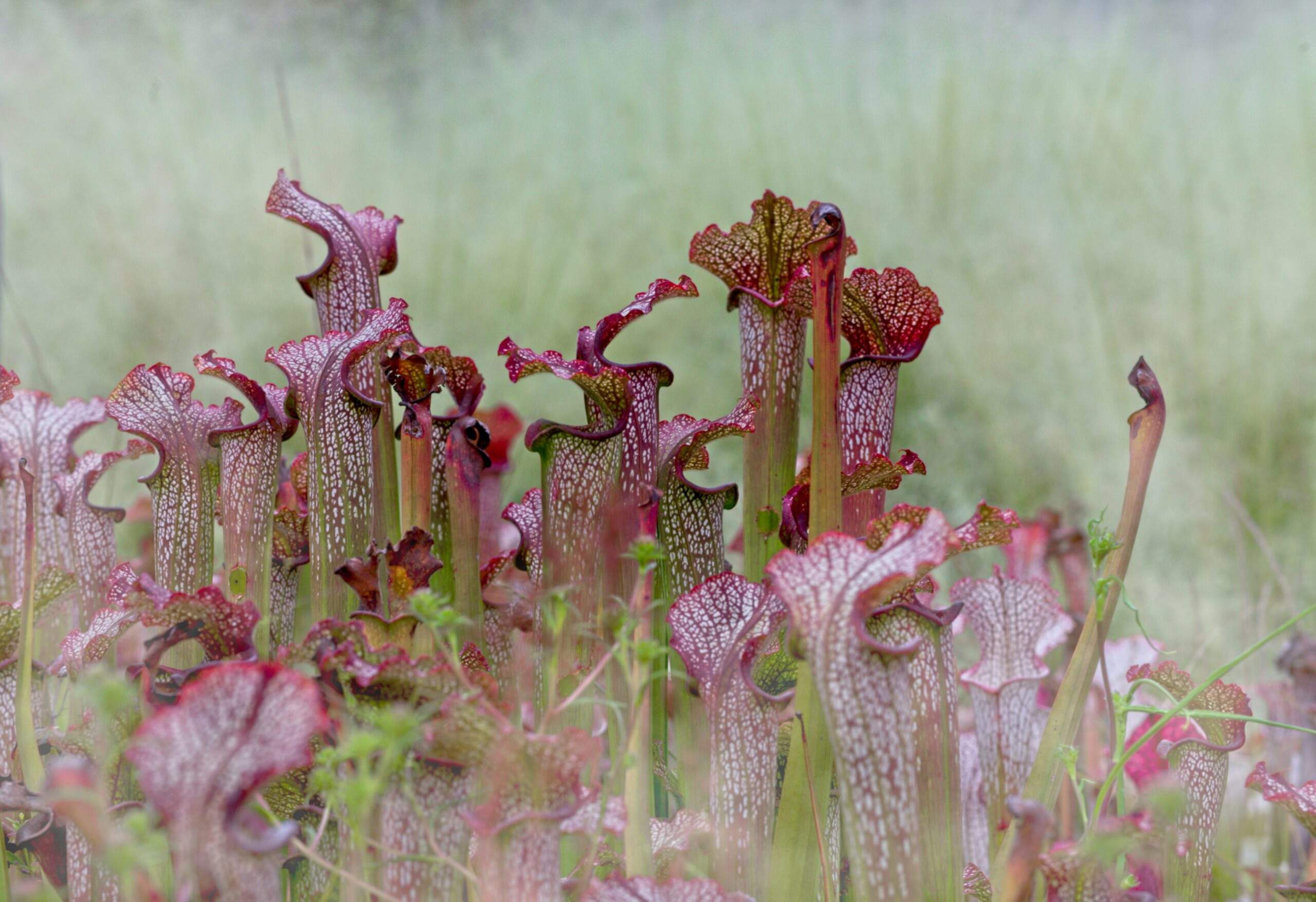 An image showing various natural flora like aloe vera, rose petals, and mint leaves