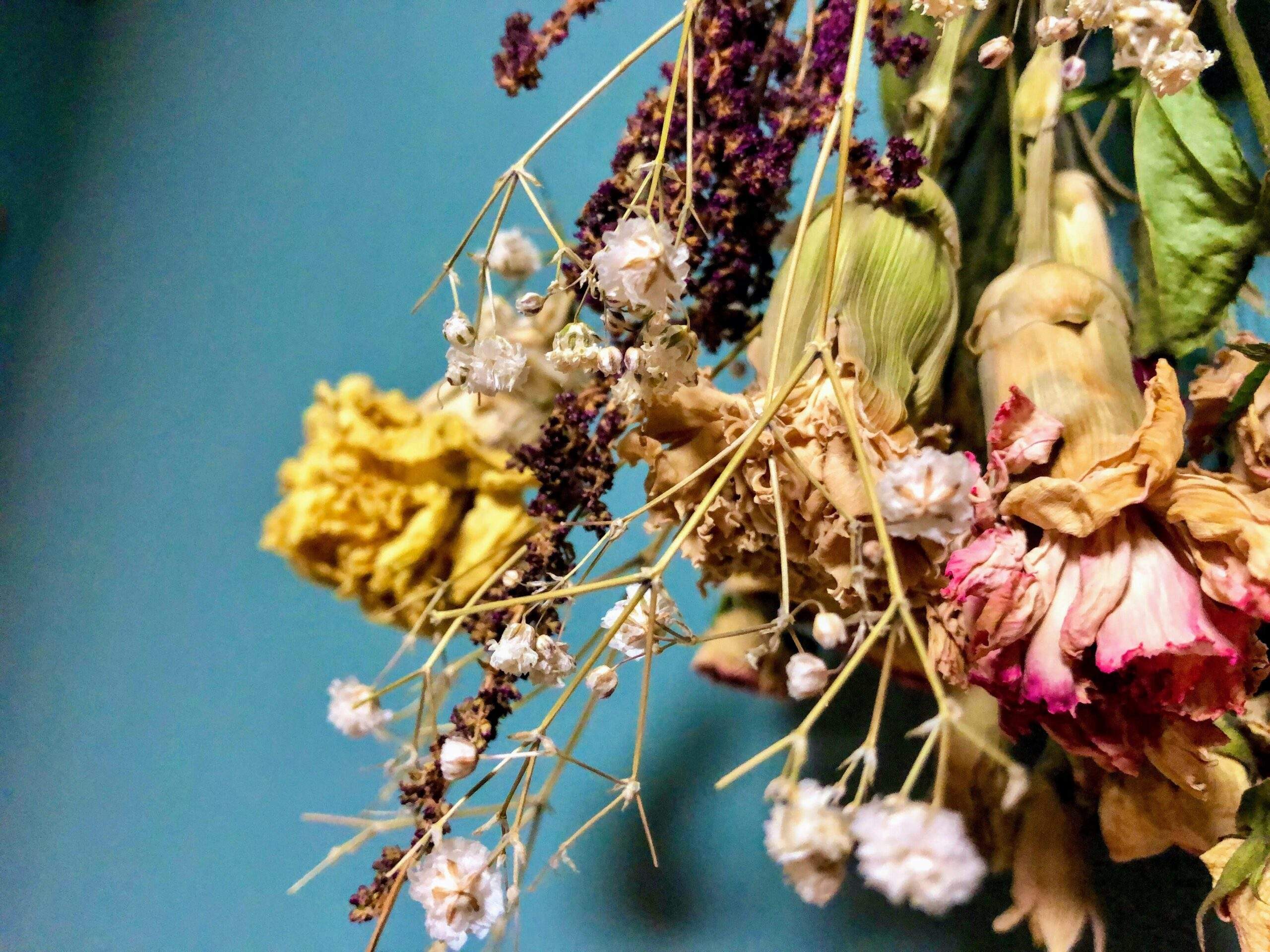 Infographic showing common wild plants used in skincare like lavender, chamomile, and calendula.