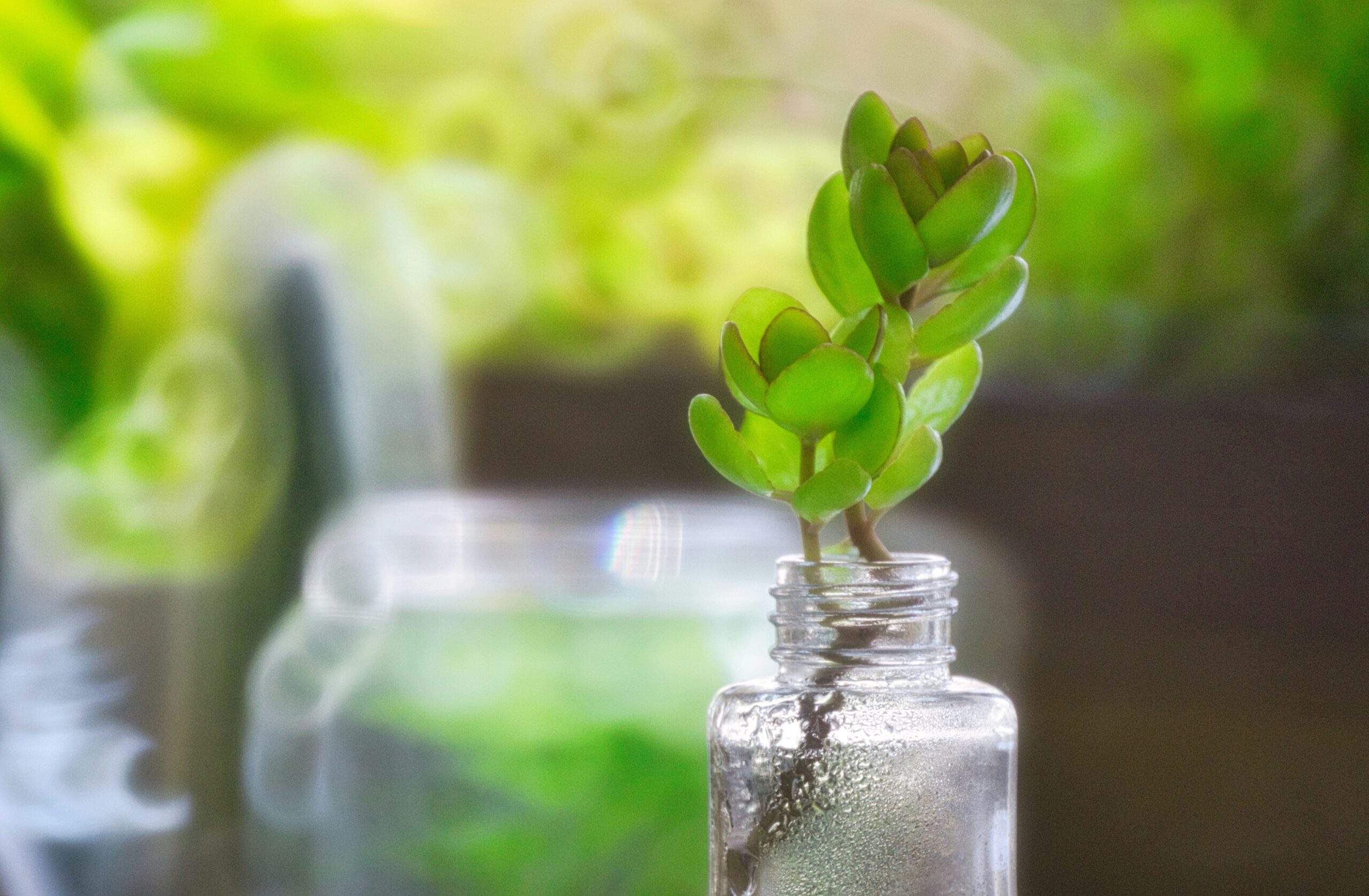 Infographic showing growth in demand for organic skincare products