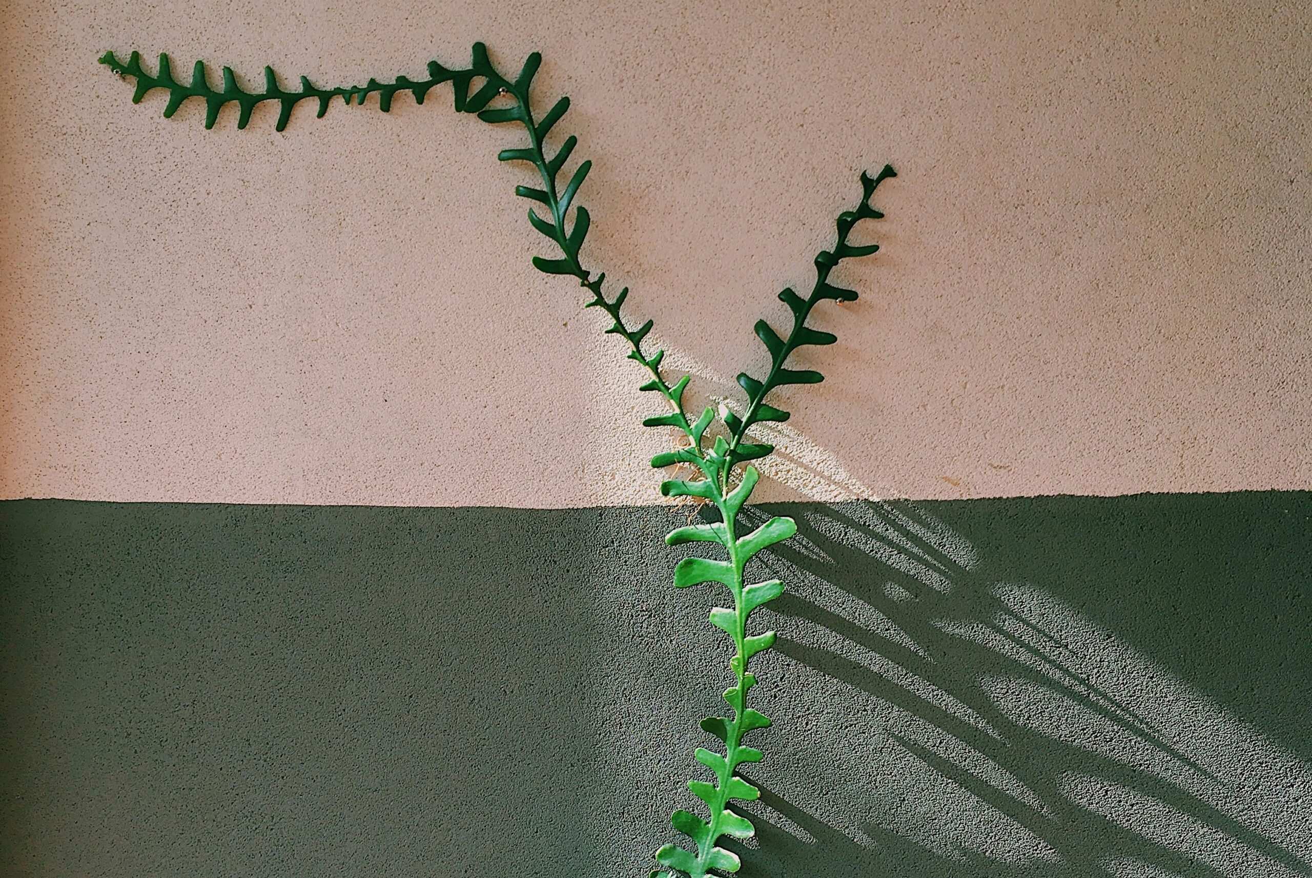 Photo of someone watering a snake plant with a spray bottle