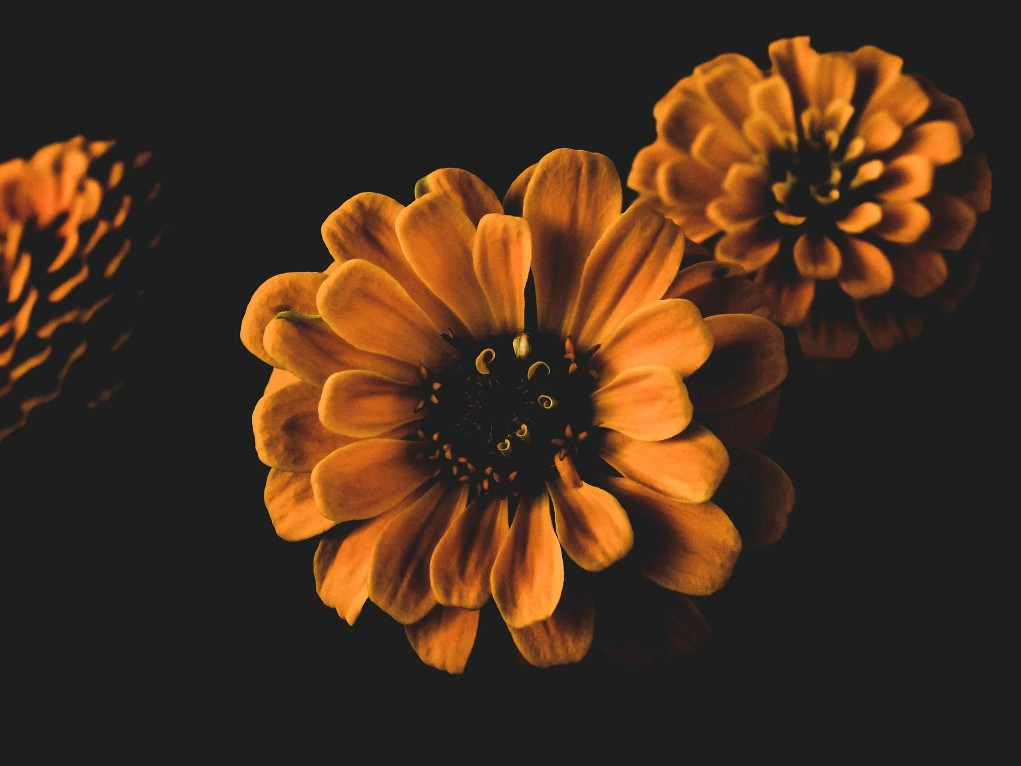 Side-by-side images comparing dull vs glowing skin after using natural flora