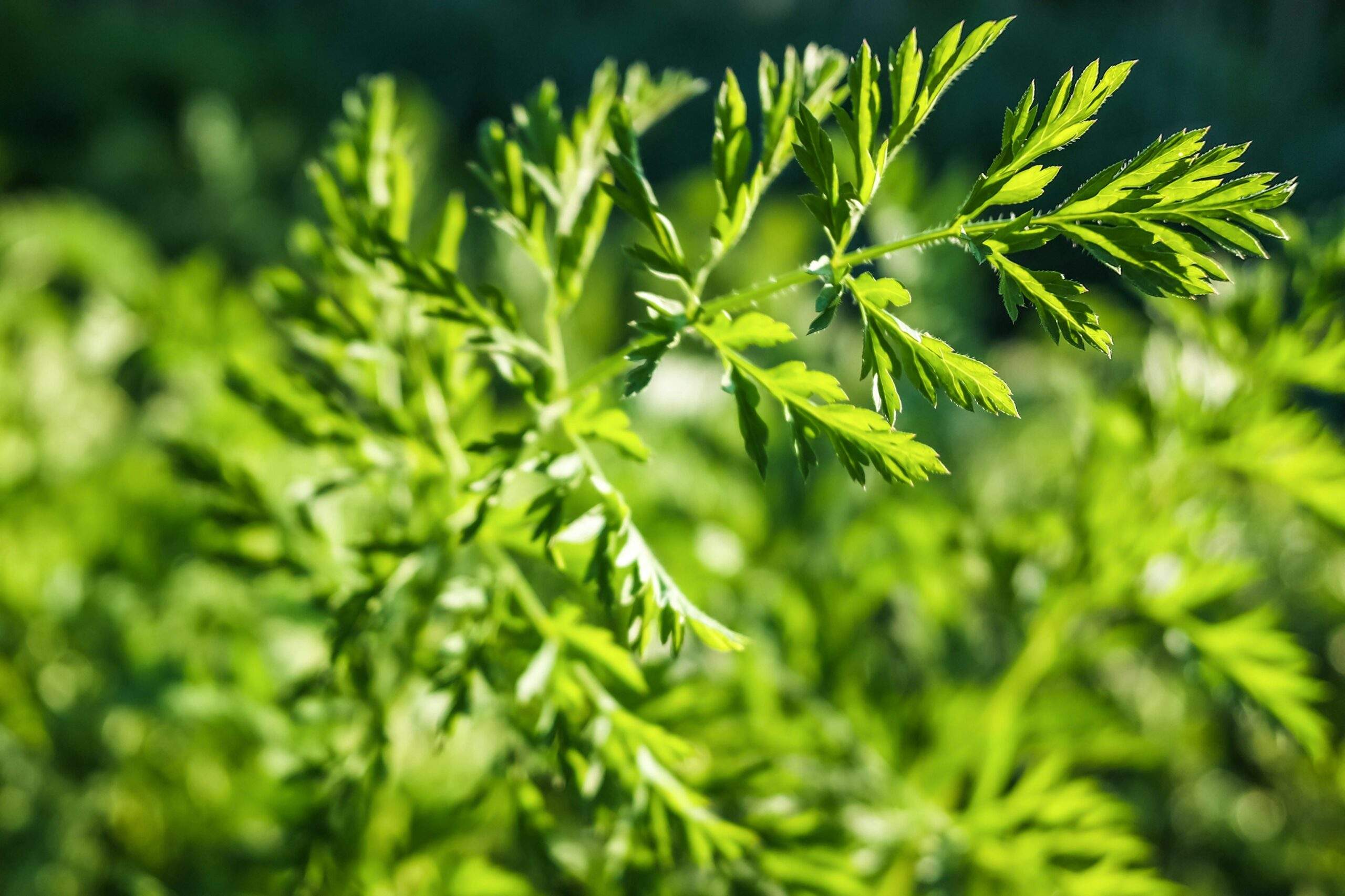 Step-by-step visual guide for preparing homemade skincare from wild plants including chopping fresh herbs and blending oils.