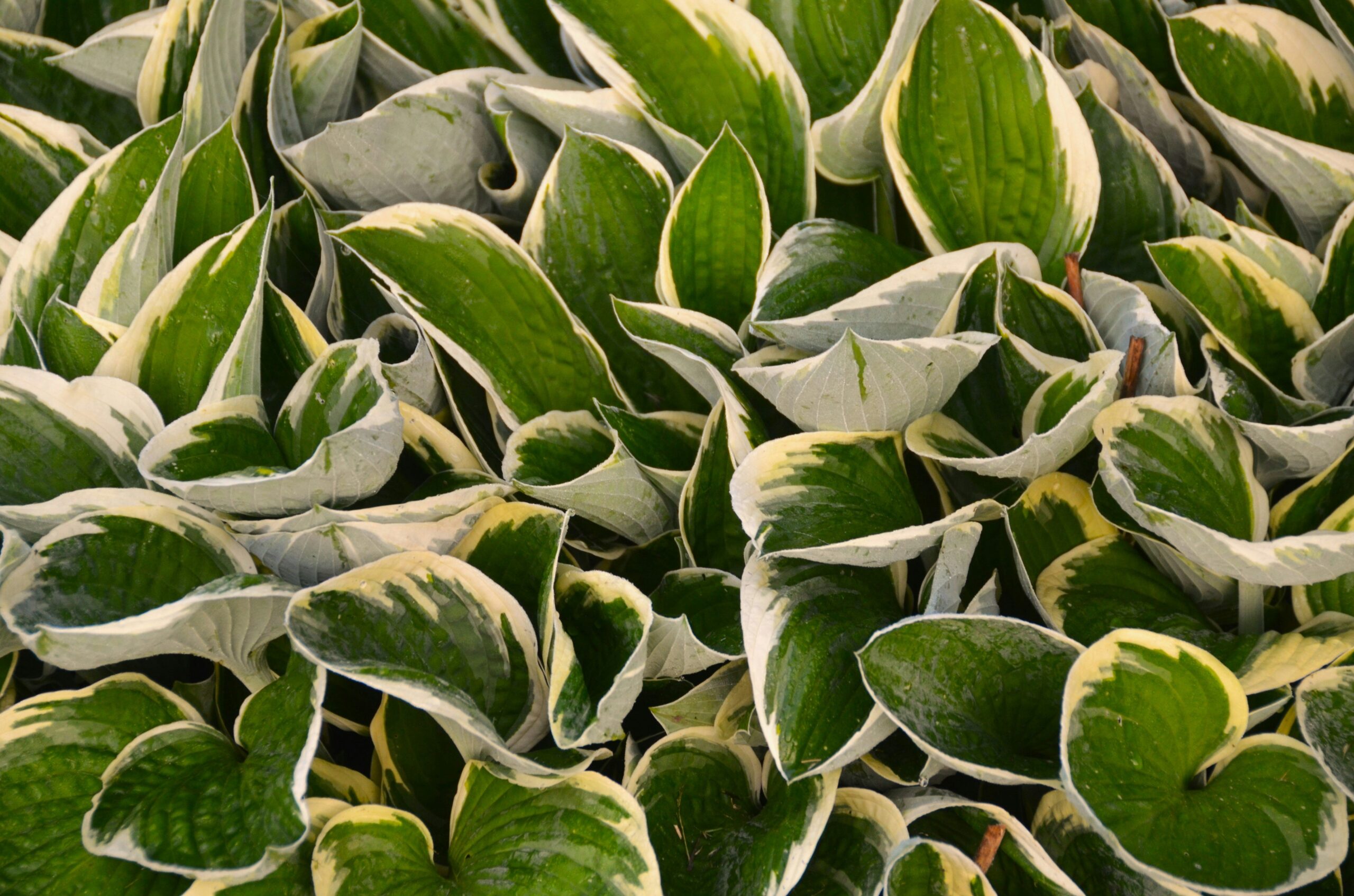 Why Organic Aloe Vera Skincare Is Your Skin's Best Friend (& How to Use It)