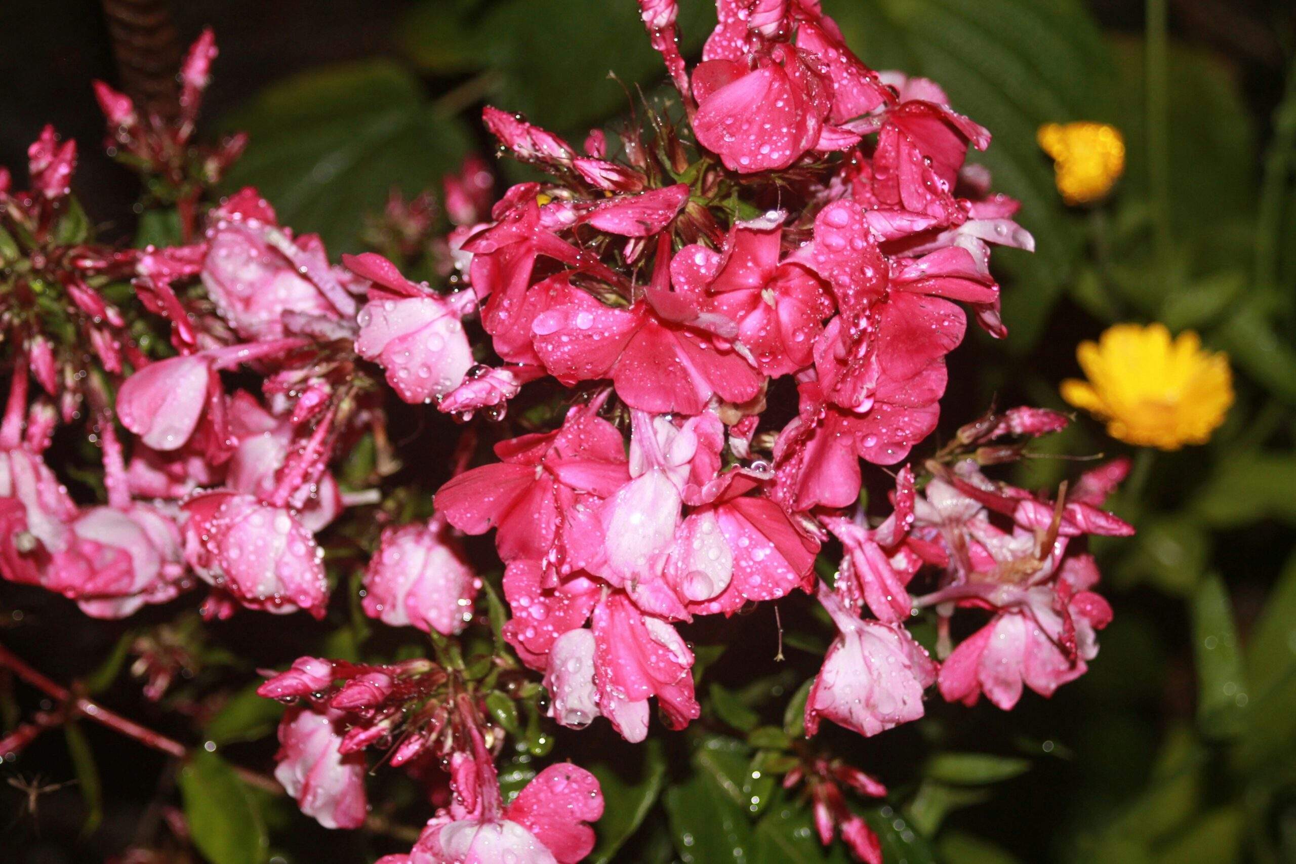 Why Organic Flowers for Skincare Are the Secret to Glowing Skin (And How to Use Them Right)