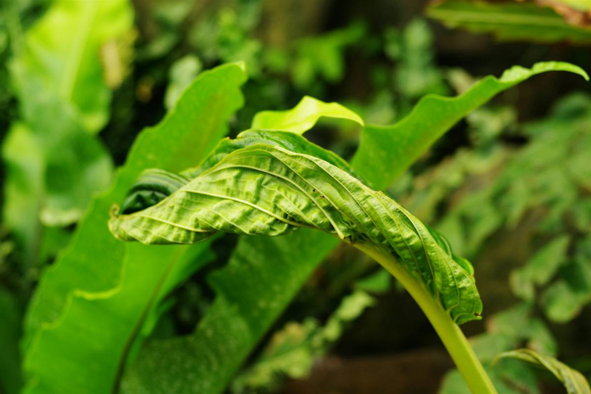 A bowl containing ingredients for a DIY skincare mask made from rubber plant extract, honey, and turmeric.