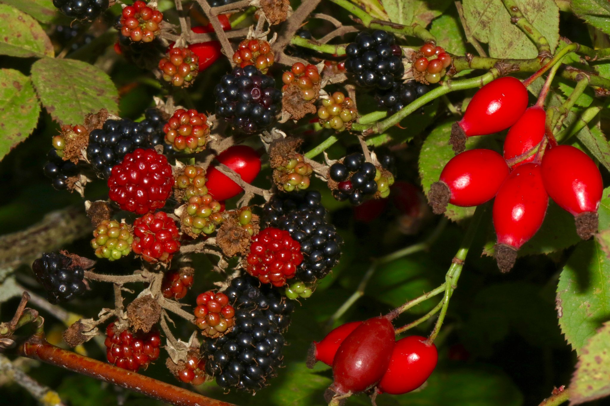 A closeup photo of vibrant green aloe vera leaves freshly harvested.