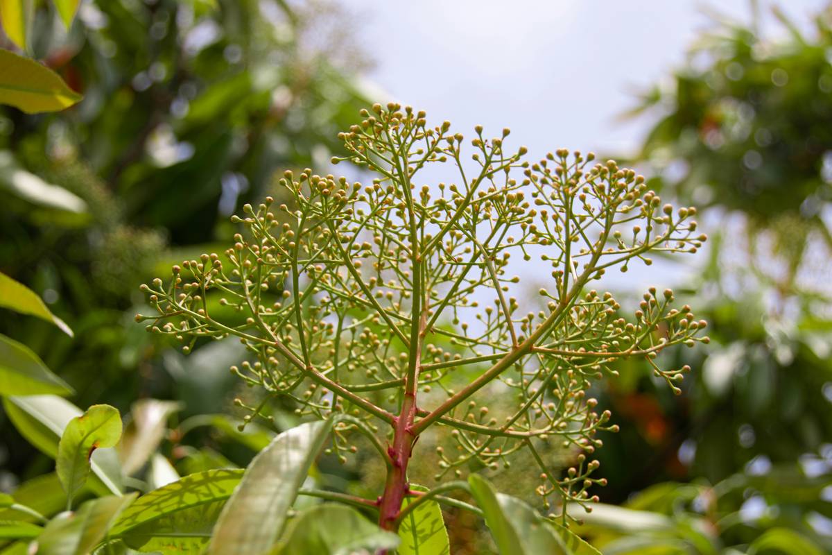 A cup of brewed fern tea next to cotton pads used as a natural toner