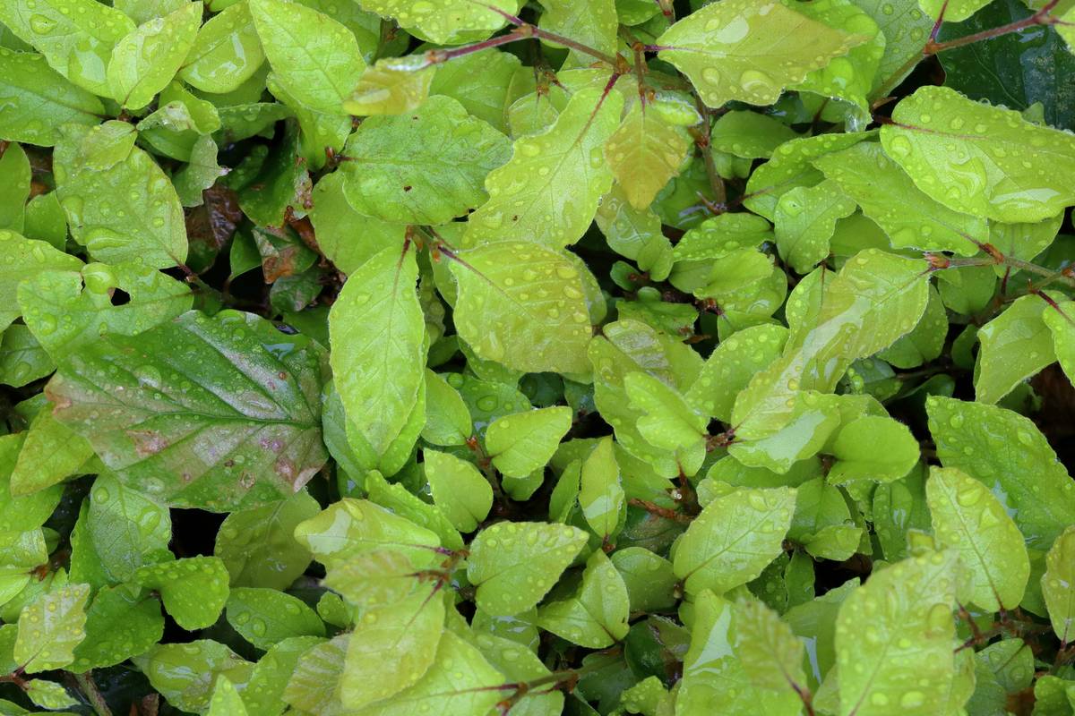 A lush rubber plant with dewy leaves under soft sunlight