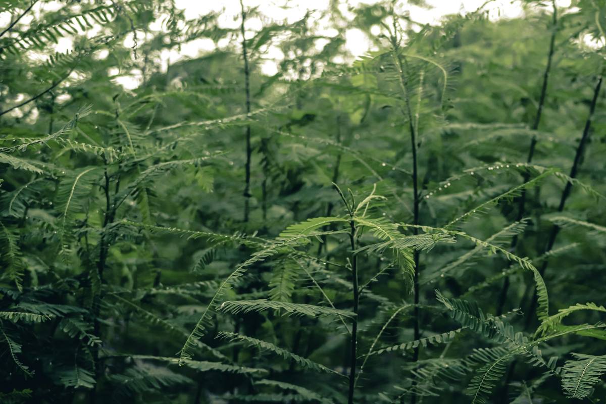 A pristine forest where wildcrafted skincare plants thrive