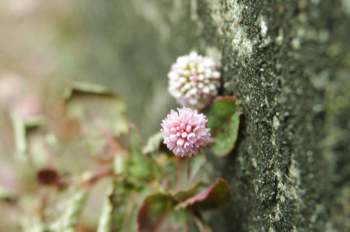 A split image showing conventional cosmetic waste on one side and thriving organic plants on the other.
