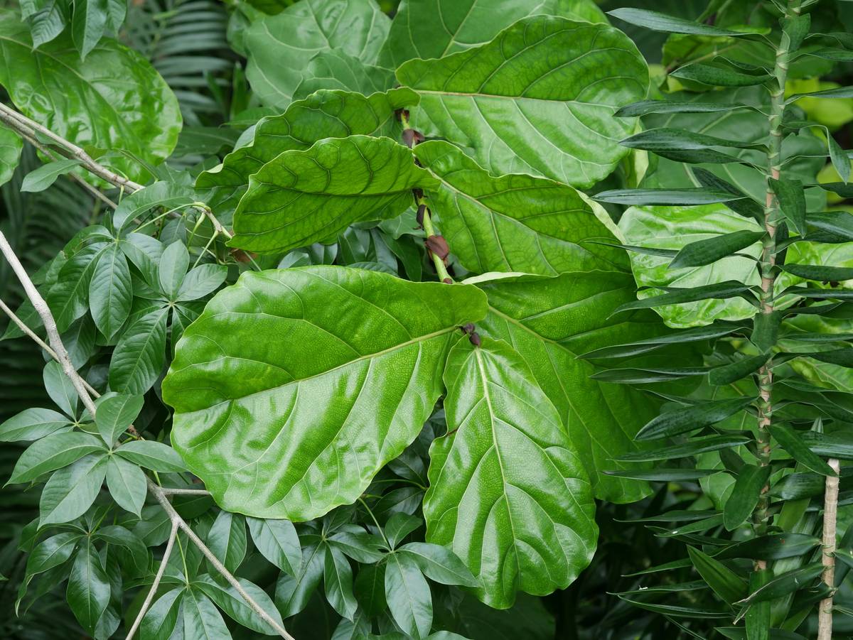 A vibrant green rubber plant sitting on a windowsill.