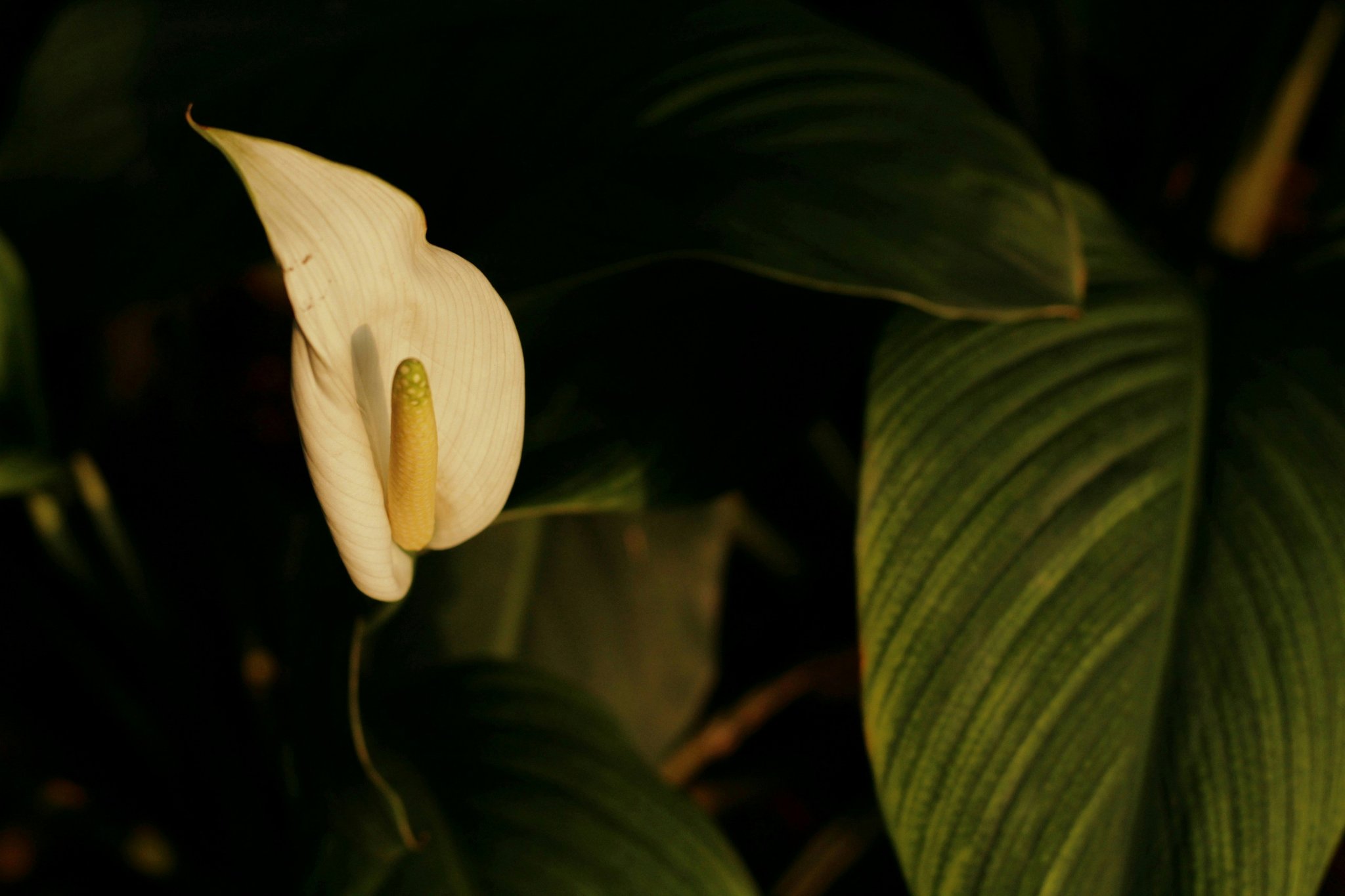 An infographic showing before-and-after photos of someone's skin improvement using peace lily skincare.