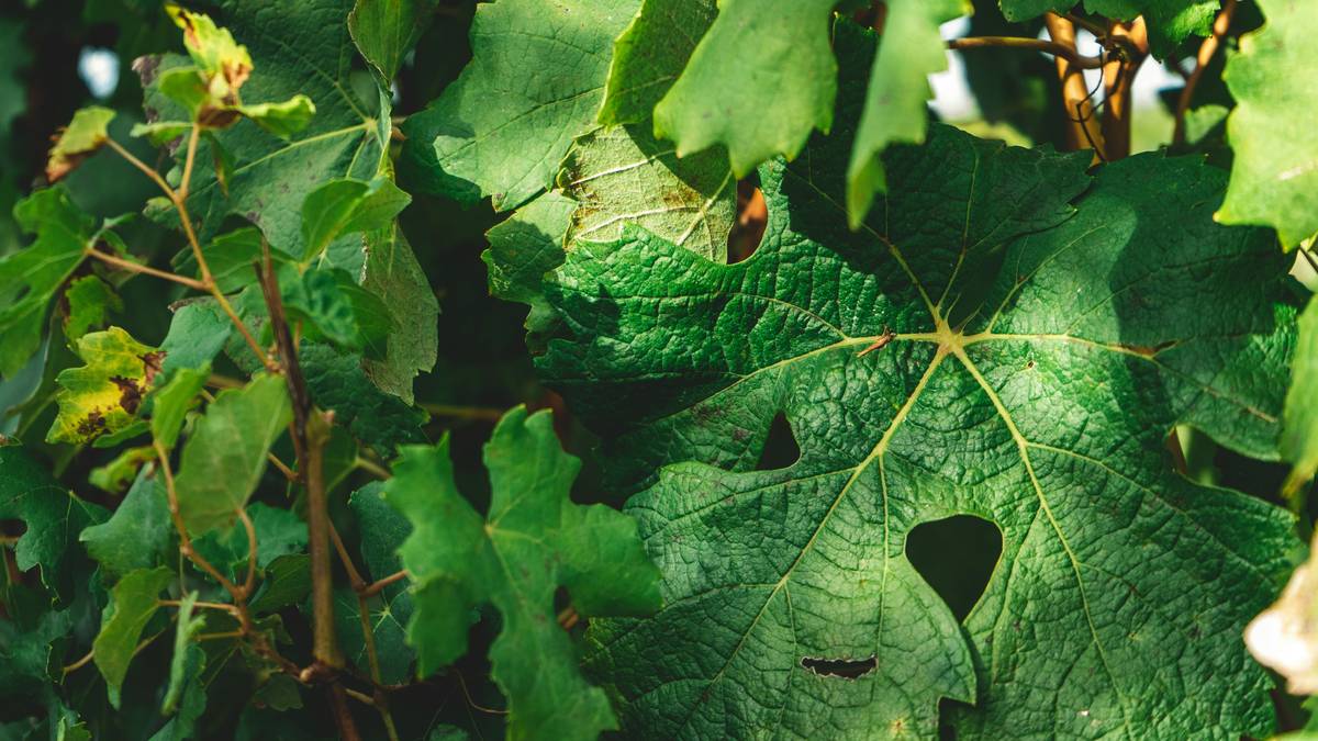 Before and after photos of someone who used organic geranium oil regularly