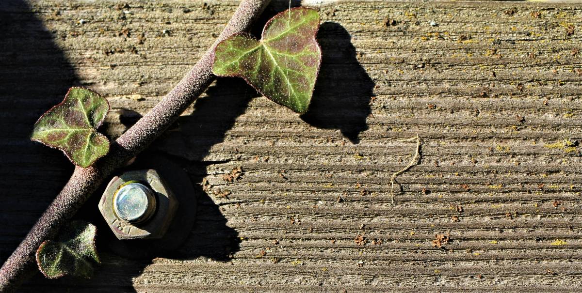 Before and after photos showing clearer skin with English ivy routine