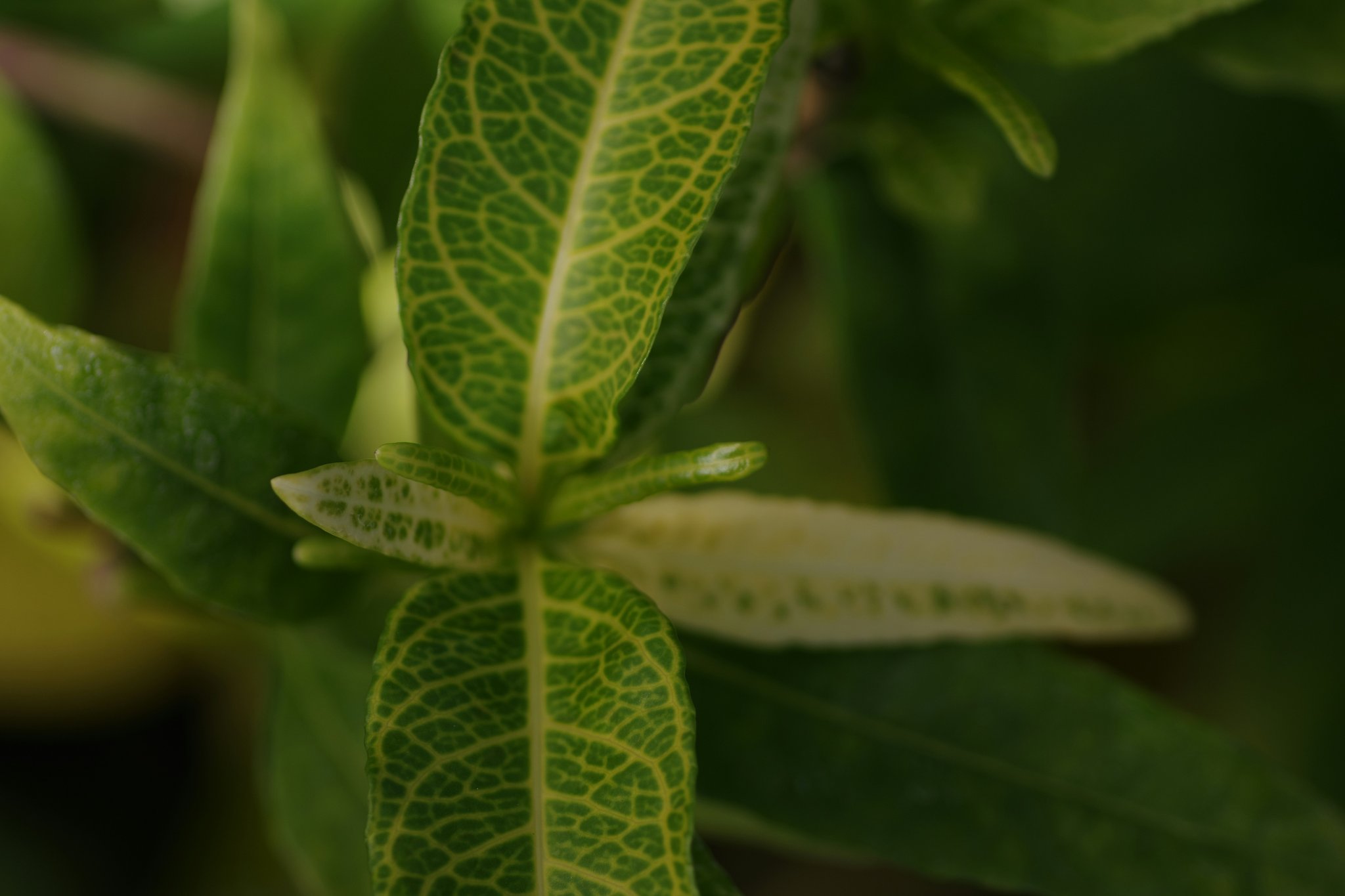 Calendula for Skin Repair: The Ultimate Organic Plant Solution