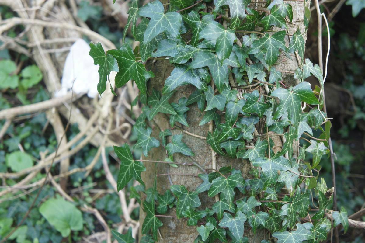 Close-up image of fresh English ivy leaves