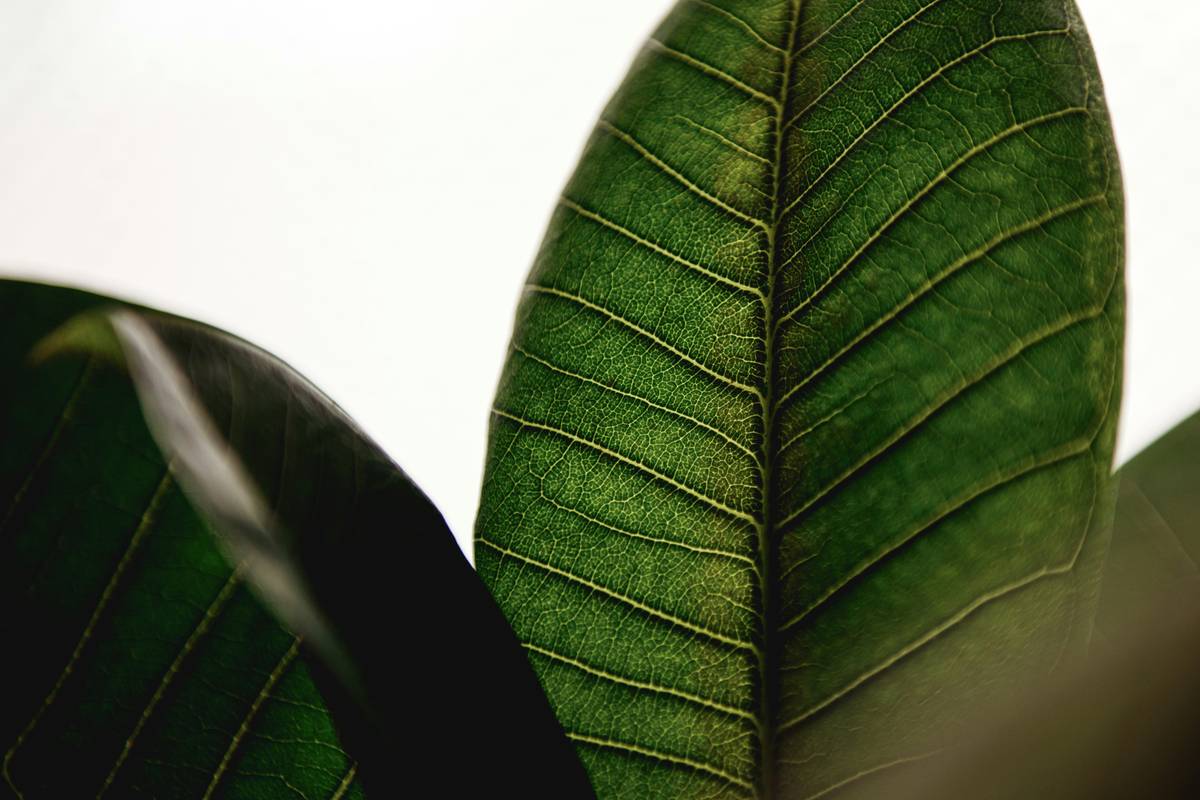 Close-up shot of homemade skincare ingredients like honey and oatmeal.