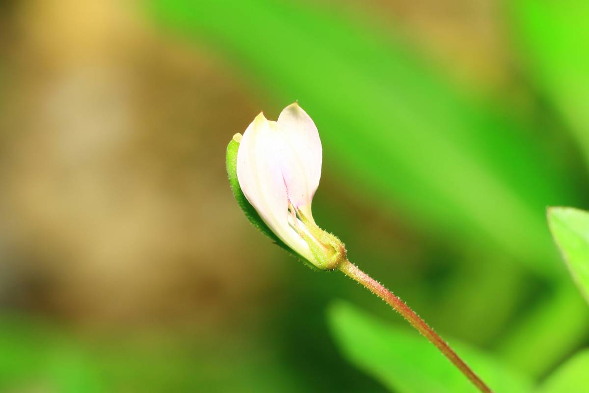 Dandelion for Skin Detox: How This Organic Powerhouse Can Transform Your Skincare Routine