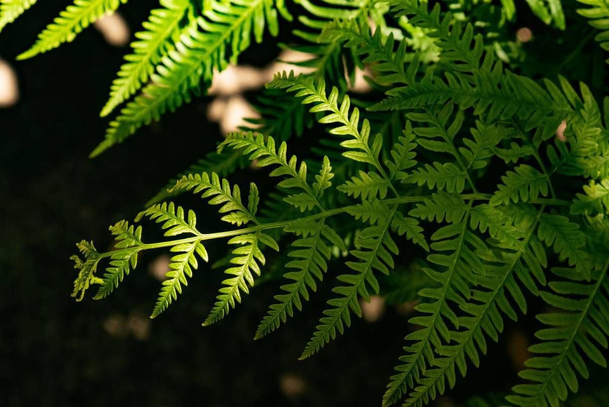 Ferns for Natural Skincare: Unlock the Secret of Organic Plants