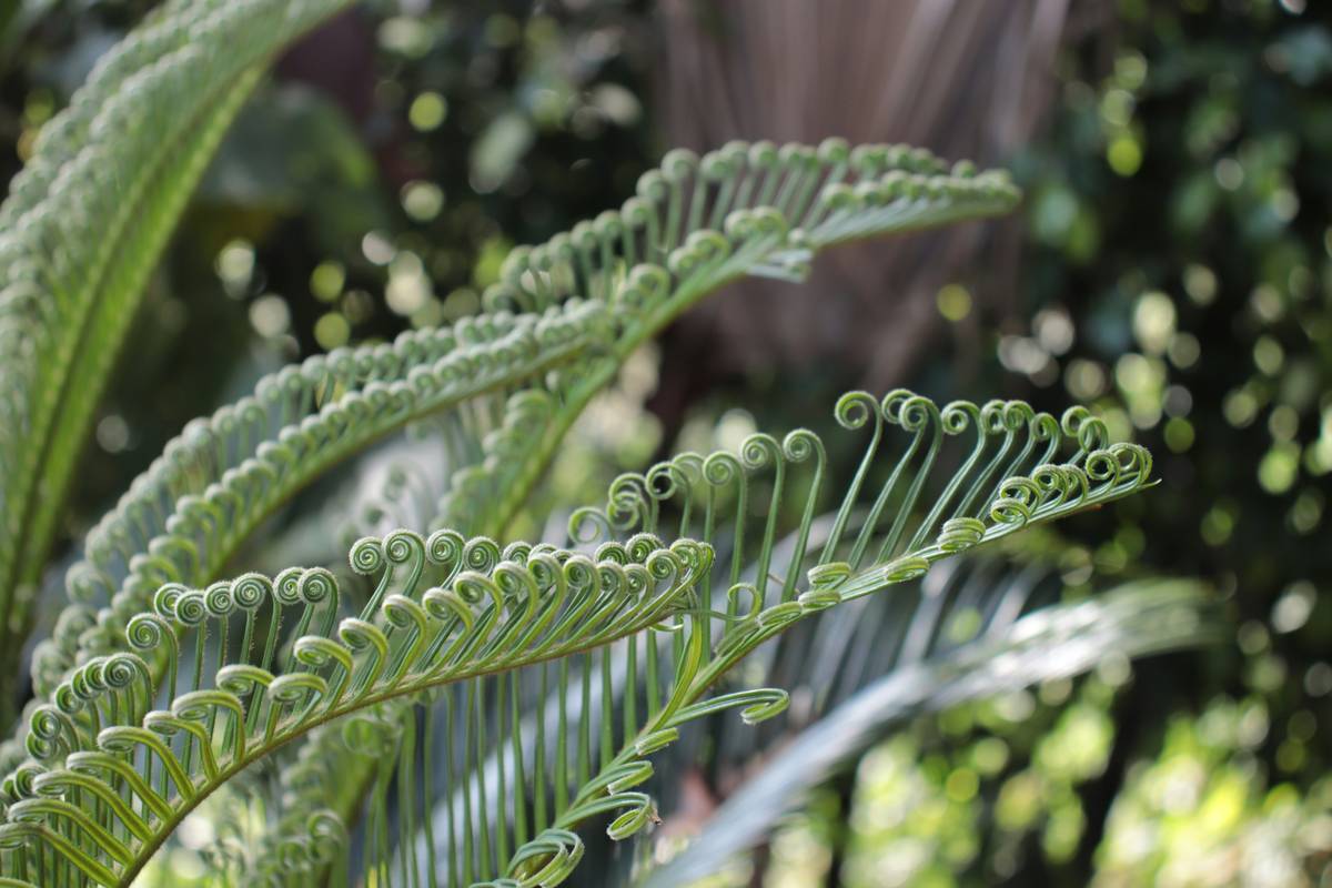 Illustration of happy organic plants thriving in harmony.