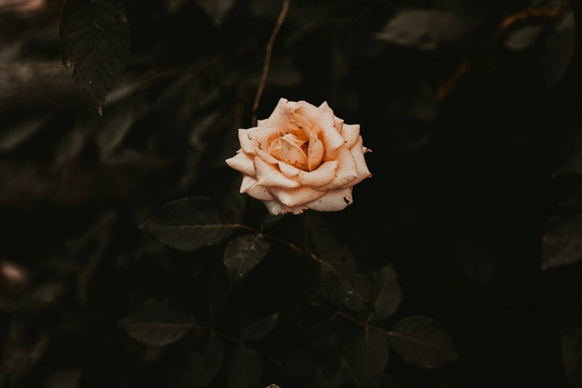 Minimal Waste Beauty: How to Embrace Organic Plants for Sustainable Skincare