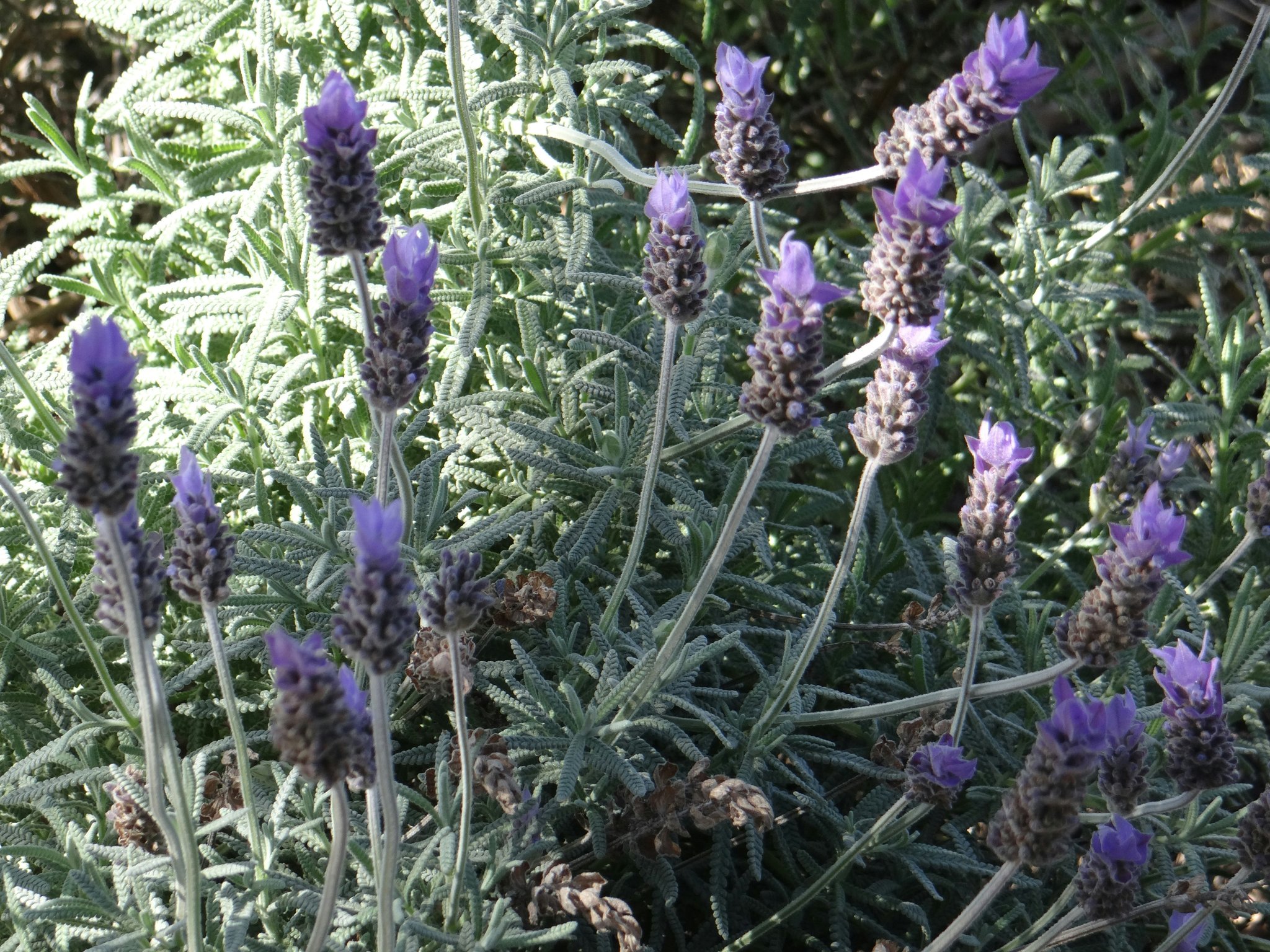 A field of blooming lavender flowers under sunlight
