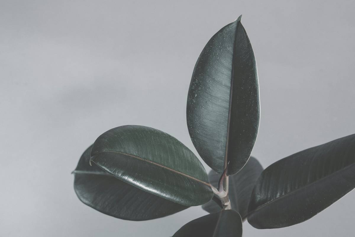 Rubber Plant for Skin Wellness: Unlocking the Beauty Secrets of Organic Plants