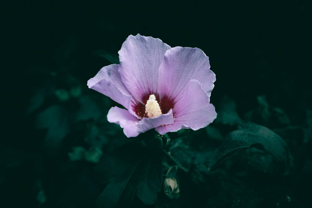 Two photos side by side showing smoother, brighter complexion after consistent use of hibiscus-based products