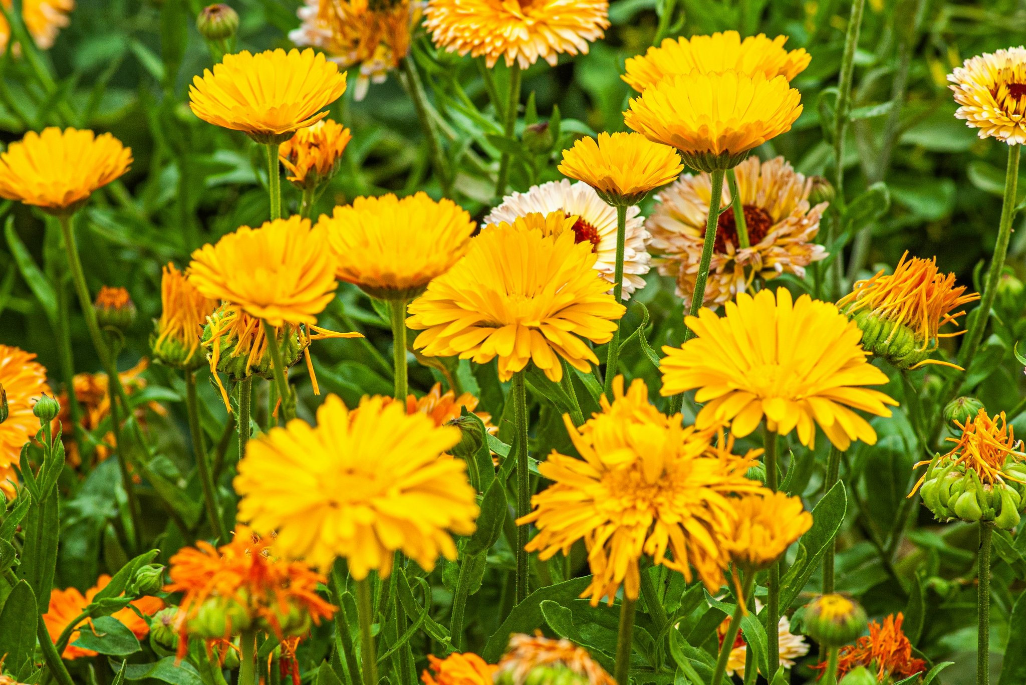 Vibrant orange calendula flowers blooming in a garden