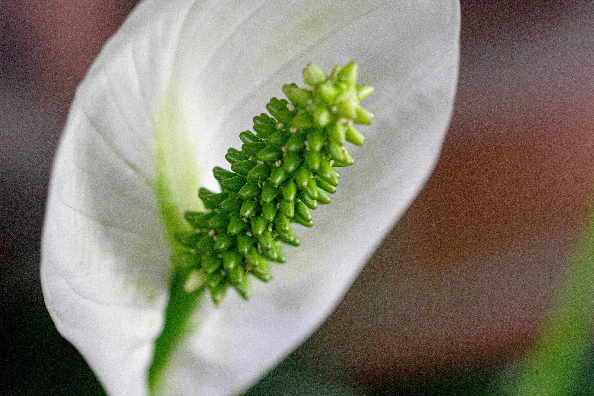 Why Your Skin Needs Peace Lily for Hydration: The Secret of Organic Plants