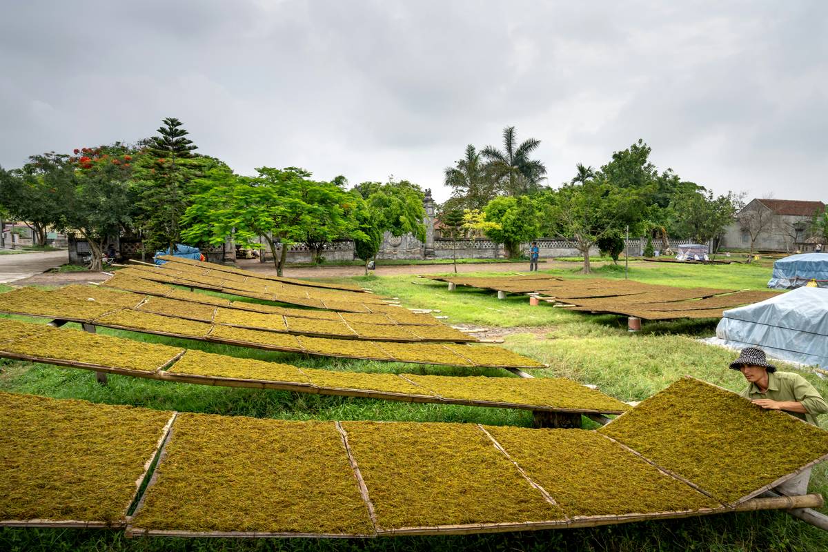 Wildcrafted Skincare Plants: The Secret to Organic Beauty You Haven’t Tried Yet