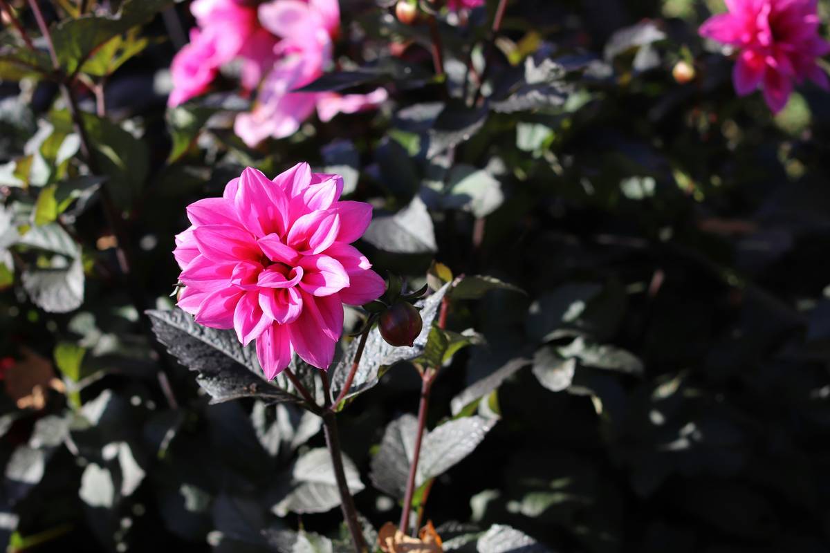 A close-up shot of finely ground yucca root powder on a wooden spoon
