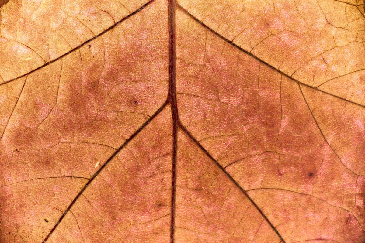 A vibrant green eucalyptus plant growing indoors near a sunny window.