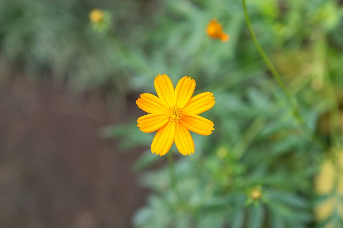 An image showing a DIY skincare setup including bowls, spatulas, and natural ingredients